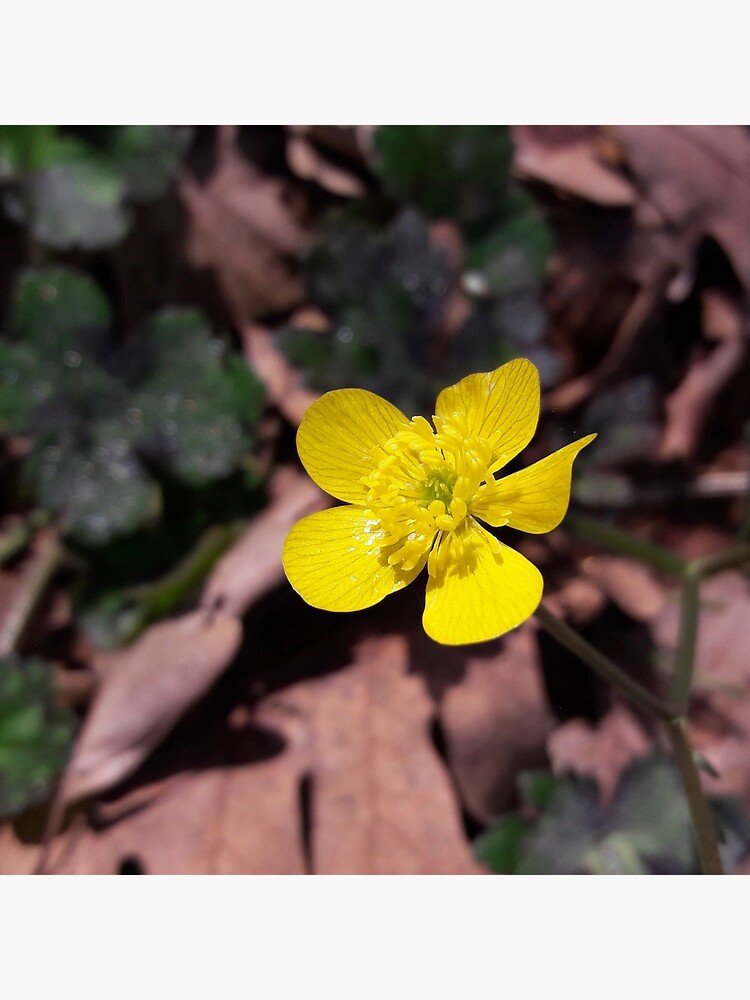 Poyrazlar Yellow Flower by tomeoftrovius