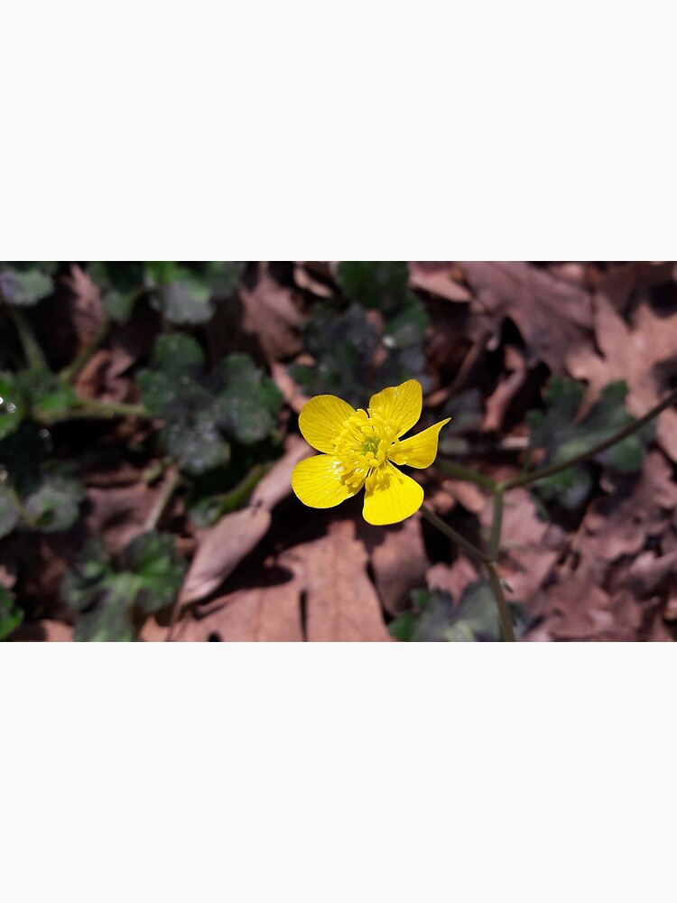 Poyrazlar Yellow Flower by tomeoftrovius