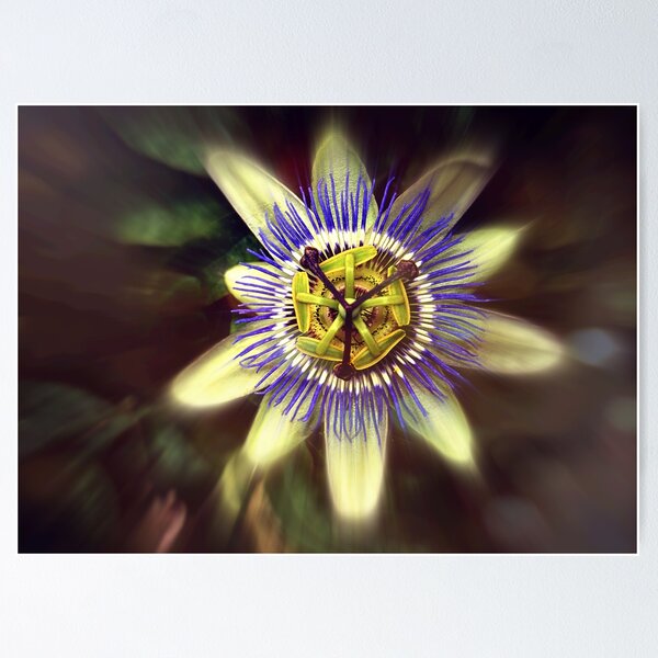 Item preview, Passiflora designed and sold by Alexandra Lavizzari.