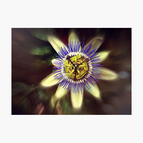 Item preview, Passiflora designed and sold by Alexandra Lavizzari.