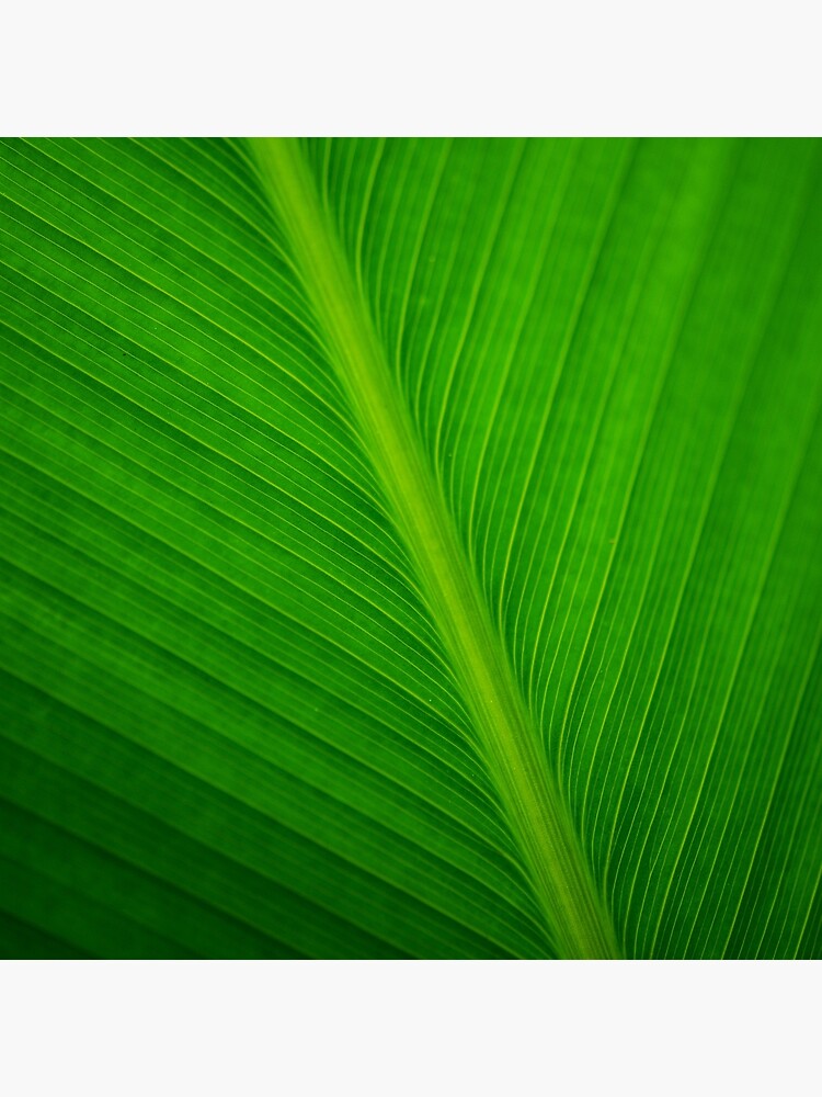 banana leaf background