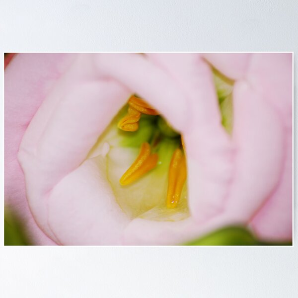Item preview, Pink Snuggle designed and sold by Ravi Ghattamaneni.