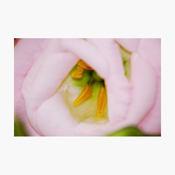 Item preview, Pink Snuggle designed and sold by Ravi Ghattamaneni.