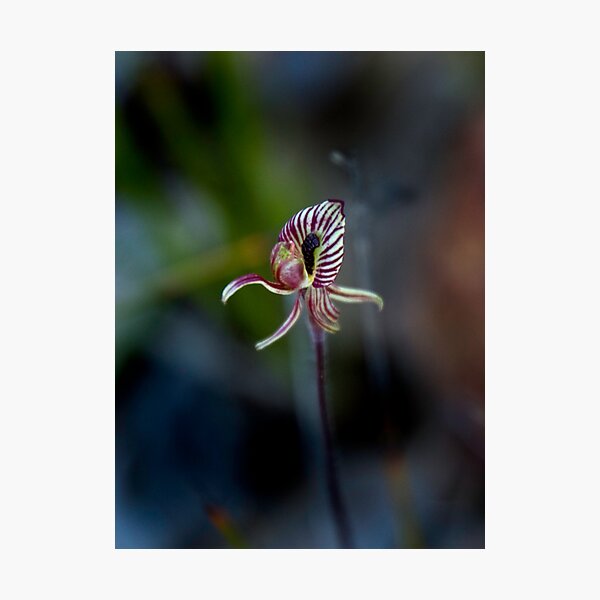 Item preview, Zebra Orchid designed and sold by pennyswork.