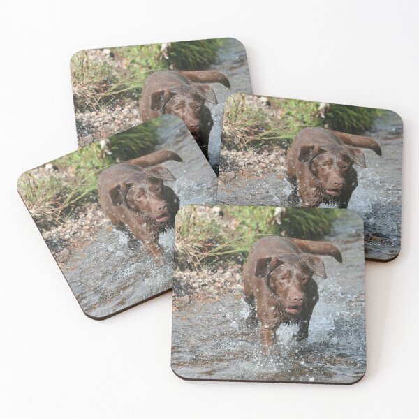 Item preview, Chocolate labrador splashing through water designed and sold by Espirius.