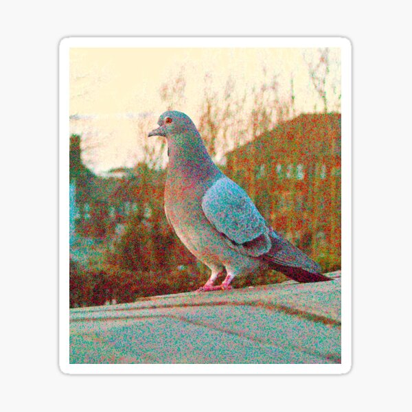 Curious Pigeon In The Evening Sticker