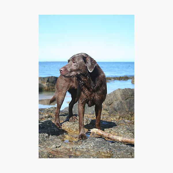 Aperçu de l'œuvre Labrador chocolat sur la plage créée et vendue par Espirius.