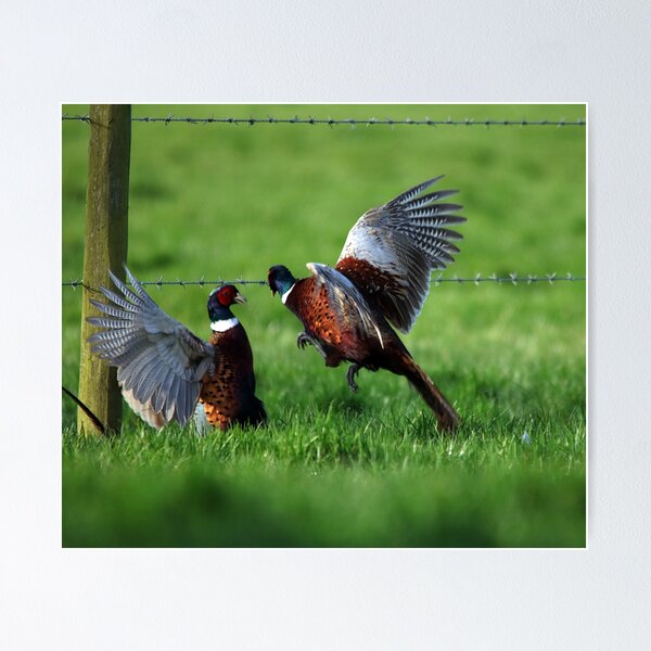 Item preview, two pheasant fighting designed and sold by tammy mellor.