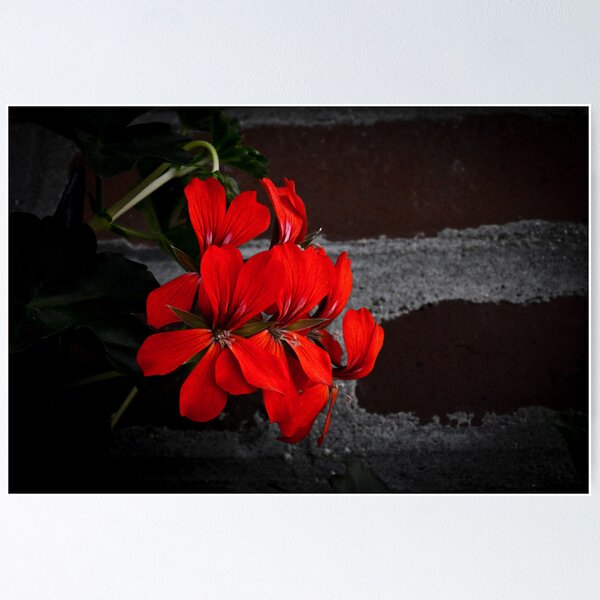 Artikelvorschau, Red Flowers on brick wall entworfen und verkauft von JelmervNuss.