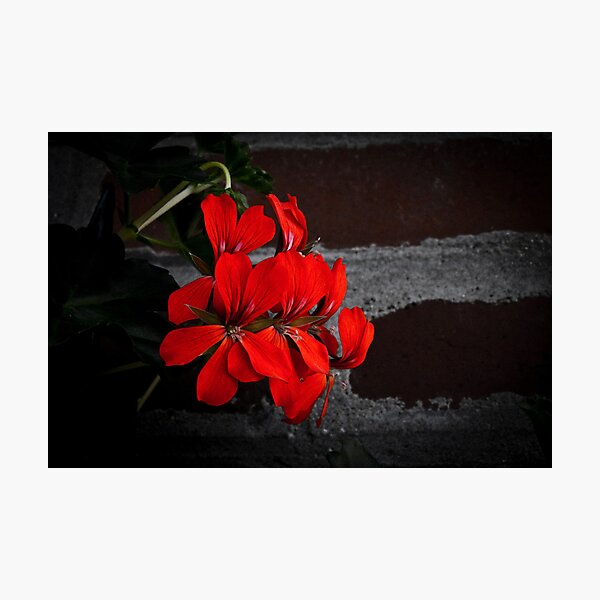 Artikelvorschau, Red Flowers on brick wall entworfen und verkauft von JelmervNuss.