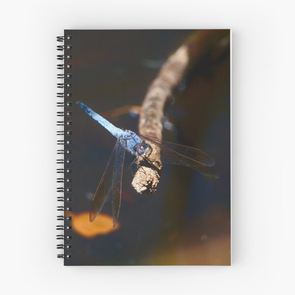 Item preview, A Blue Dragonfly With Its Head Tilted designed and sold by Jason Gilbert.