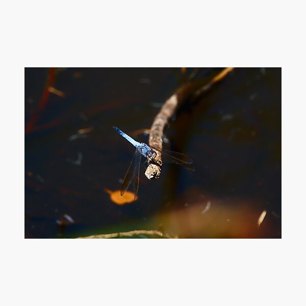 Item preview, A Blue Dragonfly With Its Head Tilted designed and sold by Jason Gilbert.