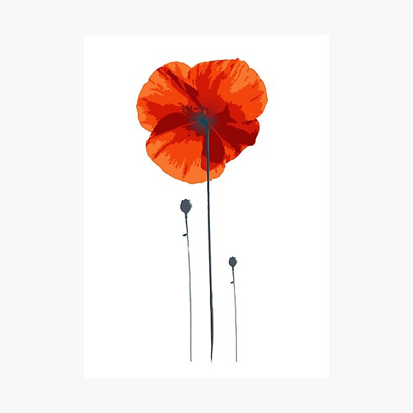 poppy coquelicot Photographic Print