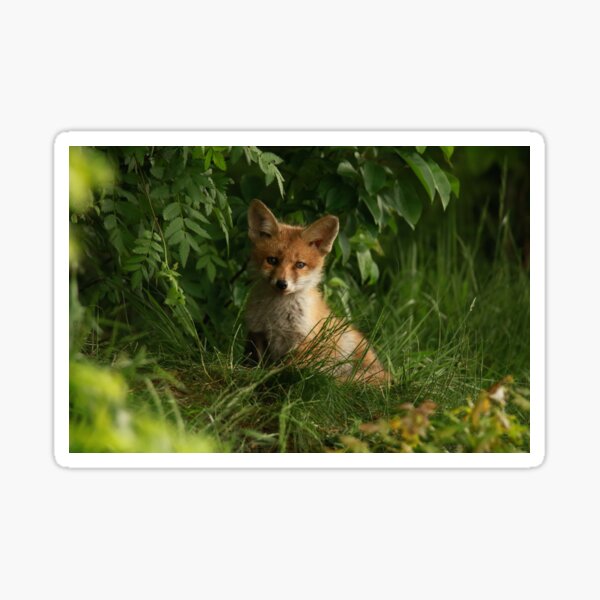 Item preview, Foxy designed and sold by martin20011.