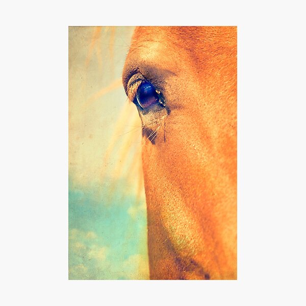 Horse Dreaming Photographic Print