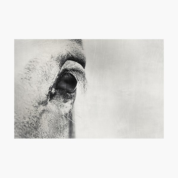 Graphic Eye Horse Photographic Print