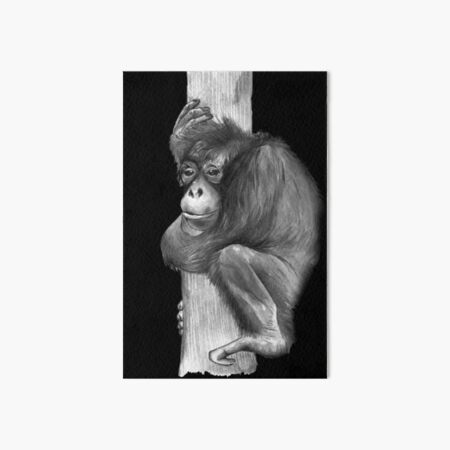 Orangutan in Black and White Art Board Print