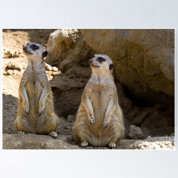 Item preview, Twin Meerkats designed and sold by Ramír Delgado.