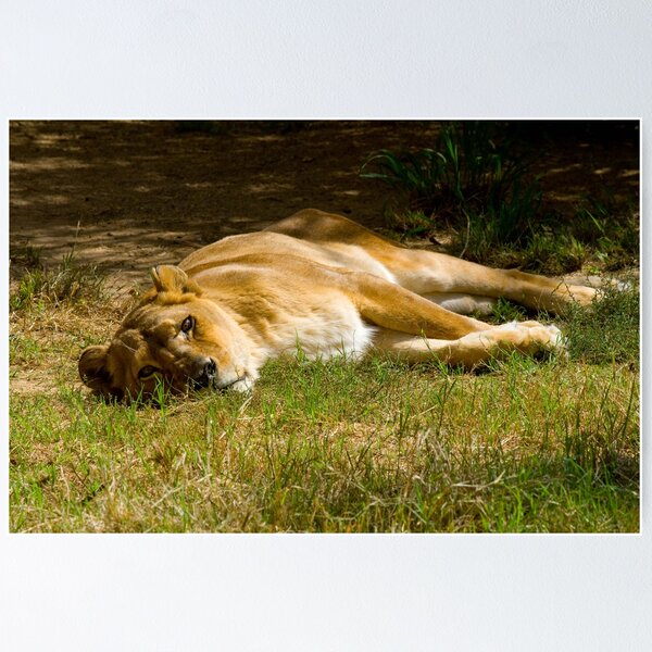 Item preview, Lazy Lioness designed and sold by Ramír Delgado.