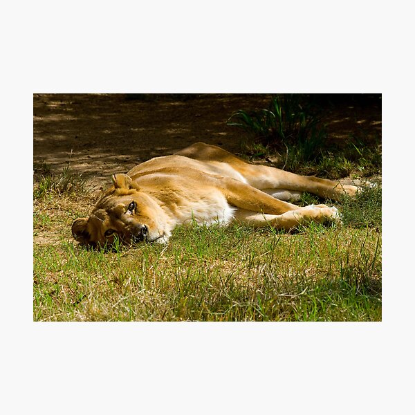 Aperçu de l'œuvre Lazy Lioness créée et vendue par Ramír Delgado.