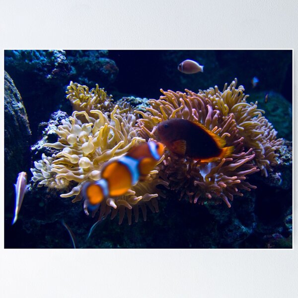 Aperçu de l'œuvre The Clown Fish Kiss créée et vendue par Ramír Delgado.