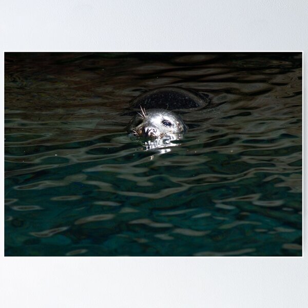 Item preview, Dark Sea Lion designed and sold by Ramír Delgado.