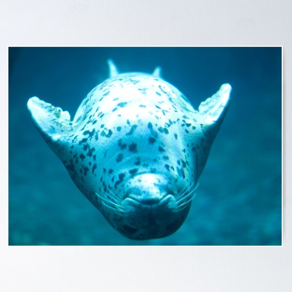 Item preview, Playful Sea Lion designed and sold by Ramír Delgado.