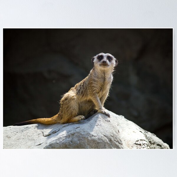 Artikelvorschau, Posing Meerkat entworfen und verkauft von Ramír Delgado.