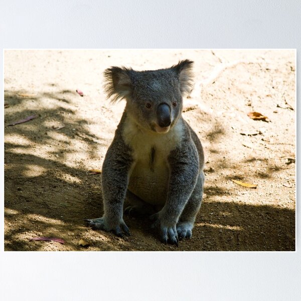 Item preview, Koala on the Floor designed and sold by Ramír Delgado.
