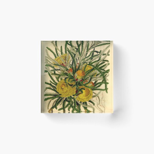 Artikelvorschau, Dryandra Formosa - Band 70 - Curtis 'Magazin entworfen und verkauft von vintagerepros.