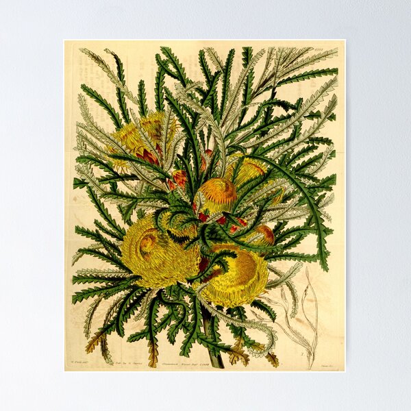 Item preview, Dryandra Formosa - Vol 70 - Curtis's Magazine designed and sold by vintagerepros.