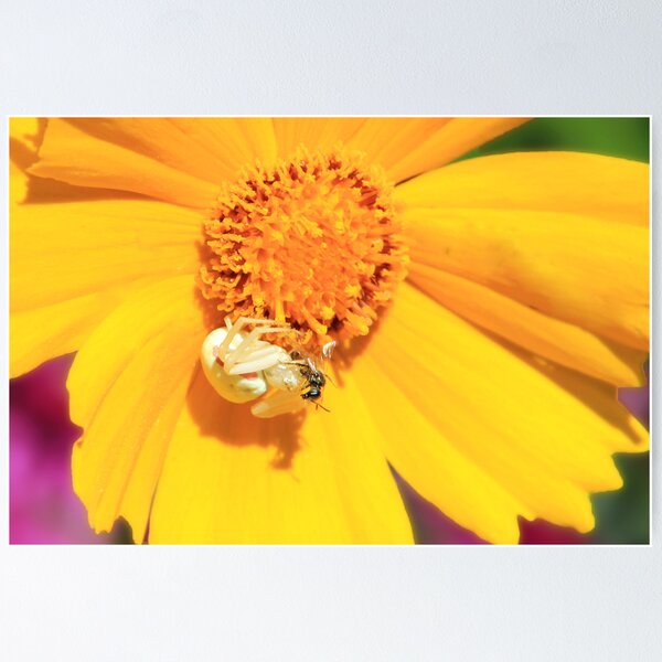 Item preview, Crab Spider Feast designed and sold by AmyBuchmeier.