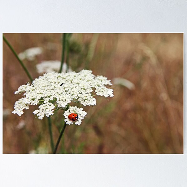 Item preview, Ladybug Enjoying Queen Anne's Lace designed and sold by AmyBuchmeier.