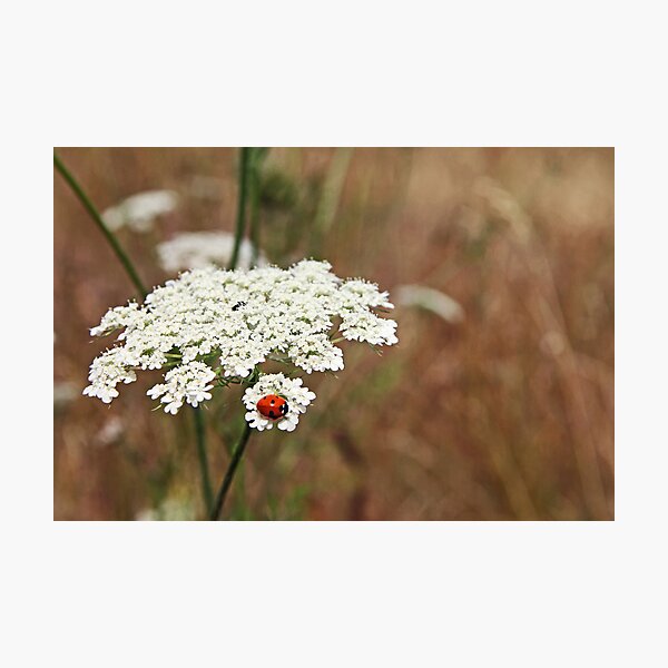 Item preview, Ladybug Enjoying Queen Anne's Lace designed and sold by AmyBuchmeier.
