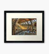 Natural History Museum Framed Print