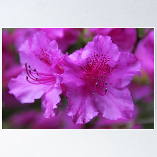 Item preview, Purple Rhodendron's in Greenwater's Park designed and sold by AmyBuchmeier.