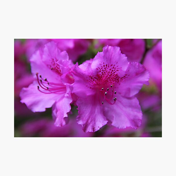 Item preview, Purple Rhodendron's in Greenwater's Park designed and sold by AmyBuchmeier.