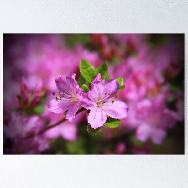 Item preview, Pretty In Pink Azalea's designed and sold by AmyBuchmeier.