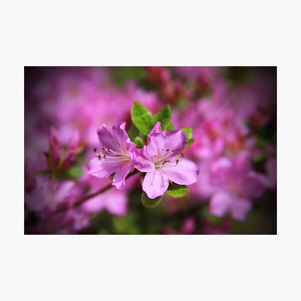 Item preview, Pretty In Pink Azalea's designed and sold by AmyBuchmeier.