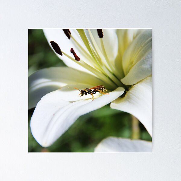 Item preview, Resting Wasp designed and sold by AmyBuchmeier.