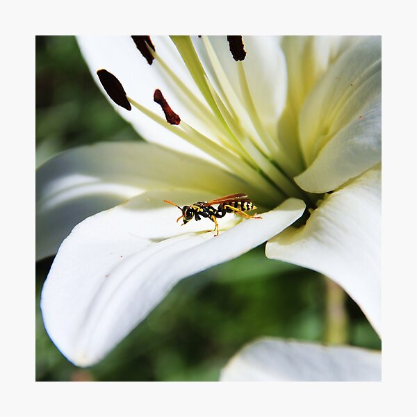 Item preview, Resting Wasp designed and sold by AmyBuchmeier.
