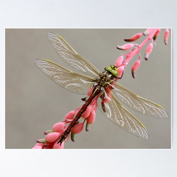 Item preview, Naaldekoker - Aeshna miniscula - Friendly Hawker designed and sold by Rina Greeff.