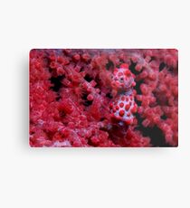 Red Nose Metal Print