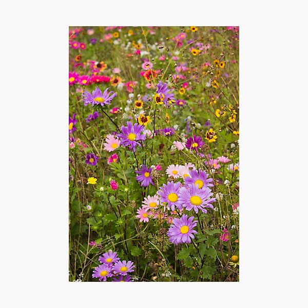 Item preview, Vibrant, vivacious variety	 designed and sold by Rod Raglin.