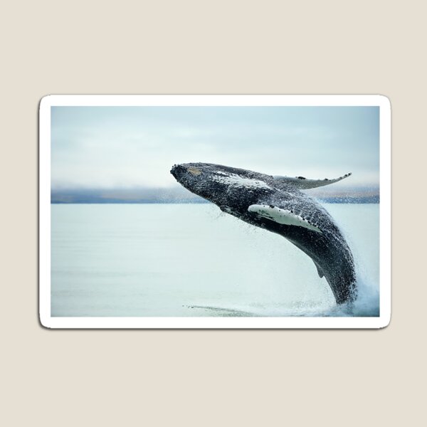 Item preview, Whale designed and sold by OrionPhotograph.