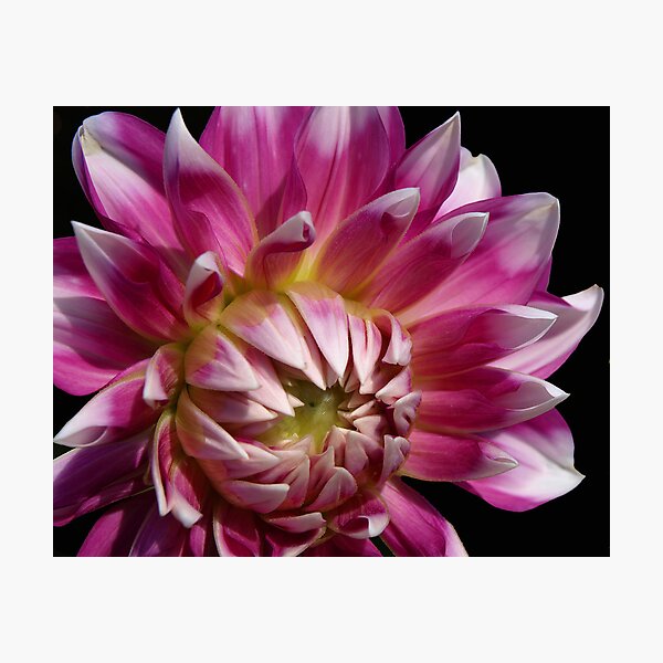 Item preview, Dazzling Dahlia on Black. designed and sold by Lee d'Entremont.