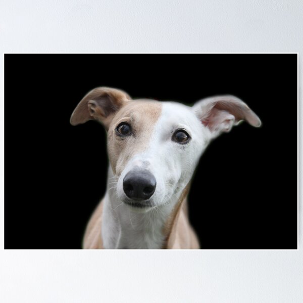 Item preview, Stand alone greyhound x designed and sold by Abiix.