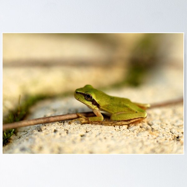 Item preview, Green little frog designed and sold by Nikolay Akulov.