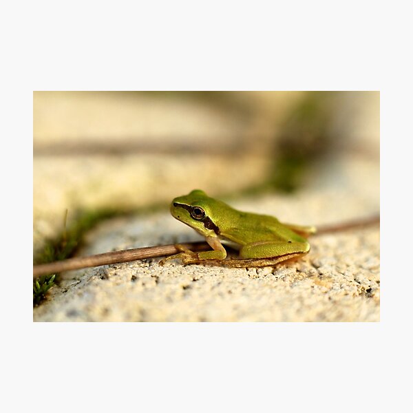 Item preview, Green little frog designed and sold by Nikolay Akulov.