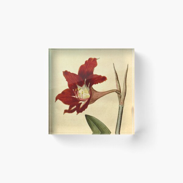 Item preview, Amaryllis Equestris. Barbadoes Amaryllis, or Lily.  designed and sold by vintagerepros.